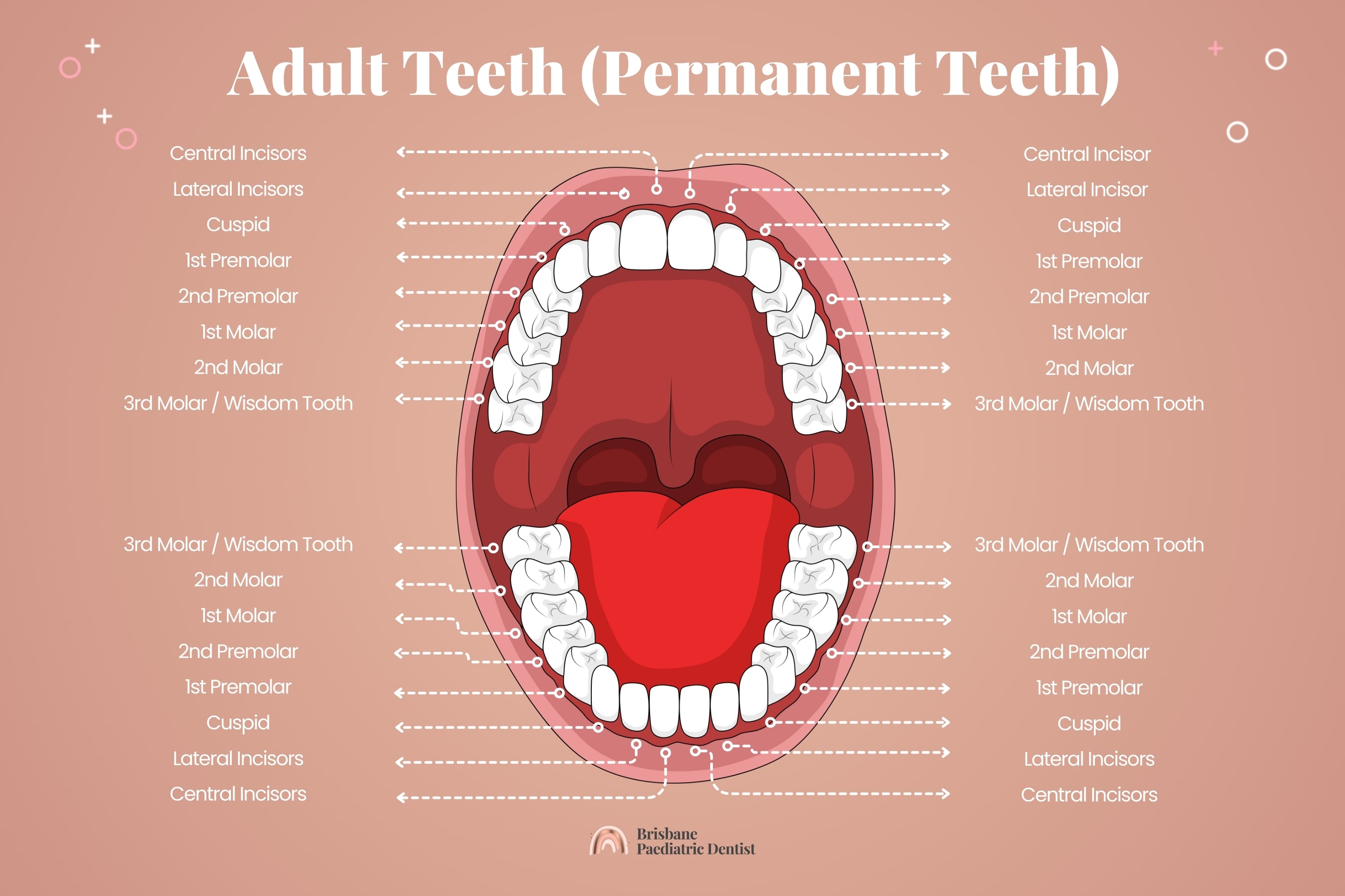 Adult Teeth (Permanent Teeth)