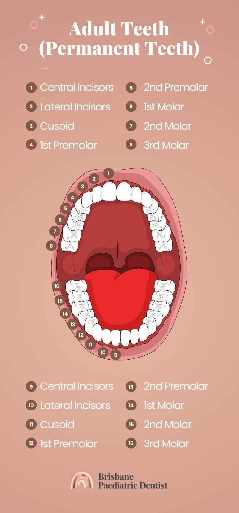 Adult Teeth (Permanent)