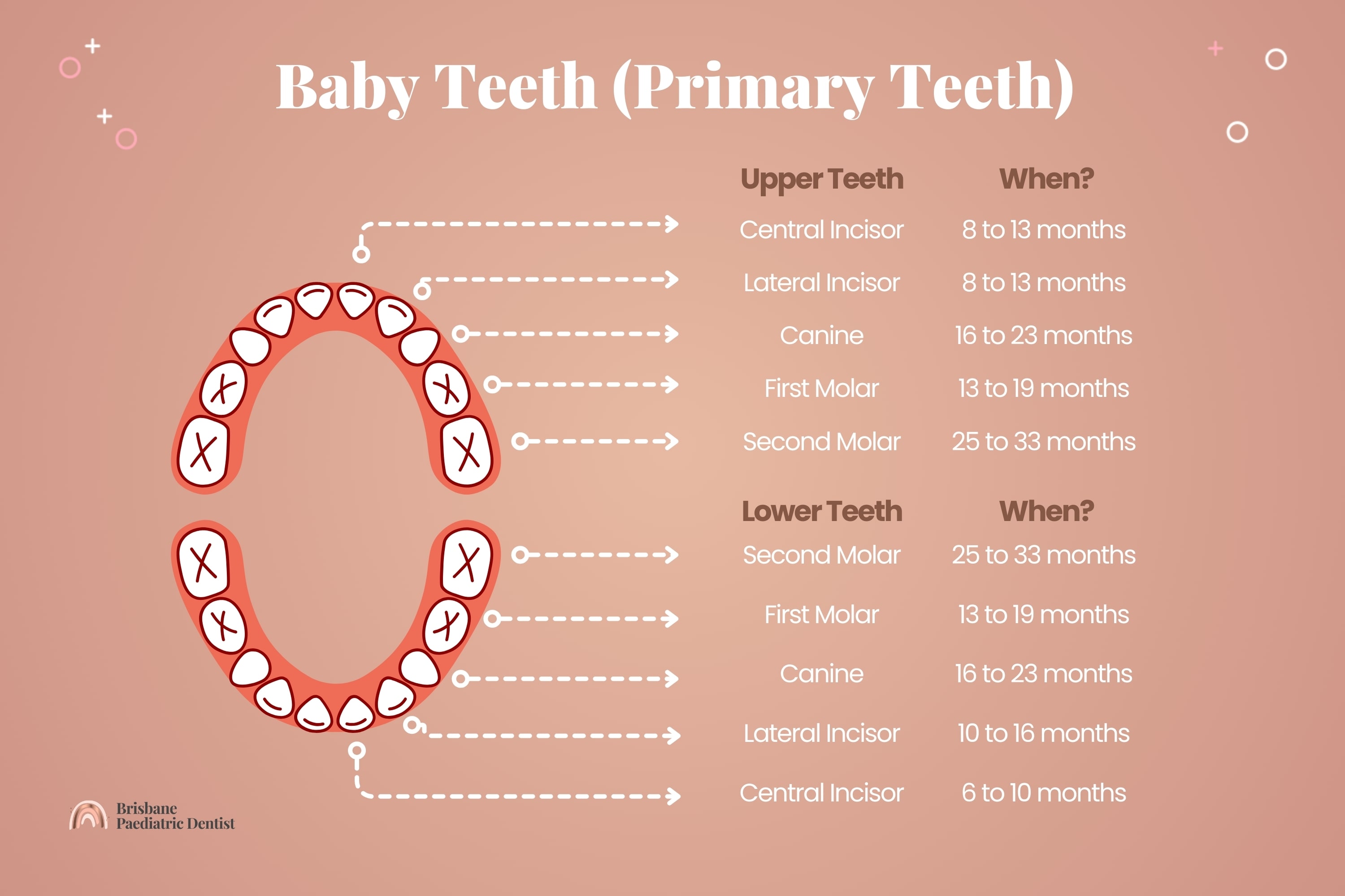 Baby Teeth (Primary Teeth)