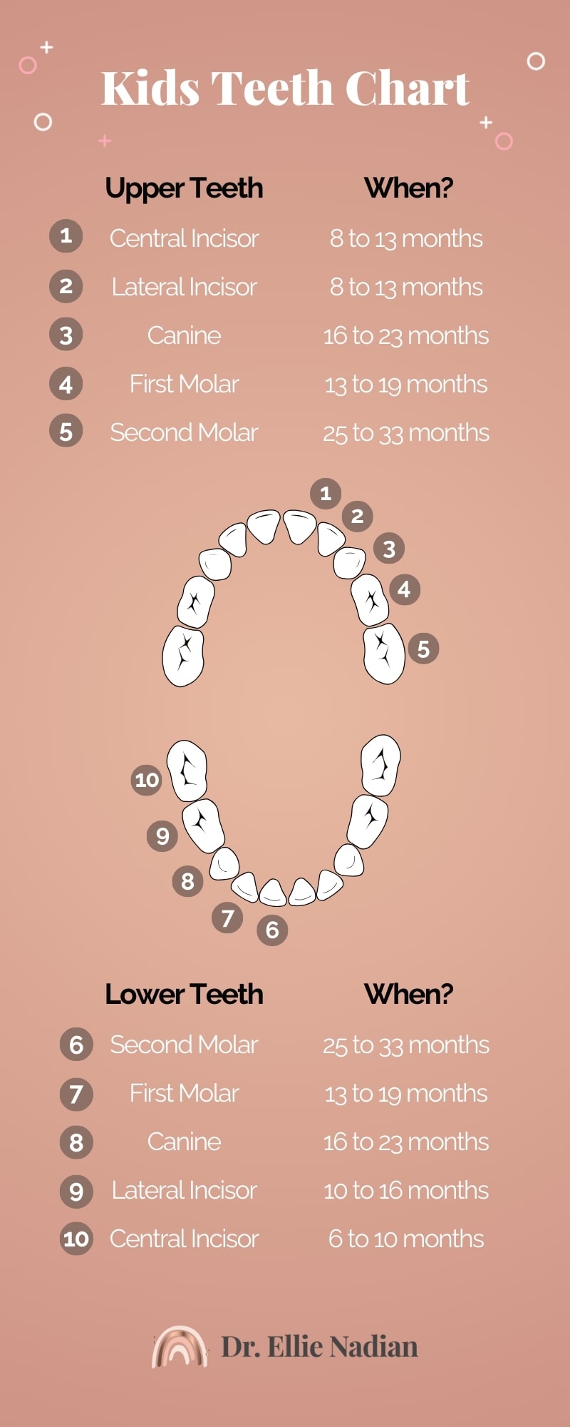 Childs Teeth Growth and Development Chart