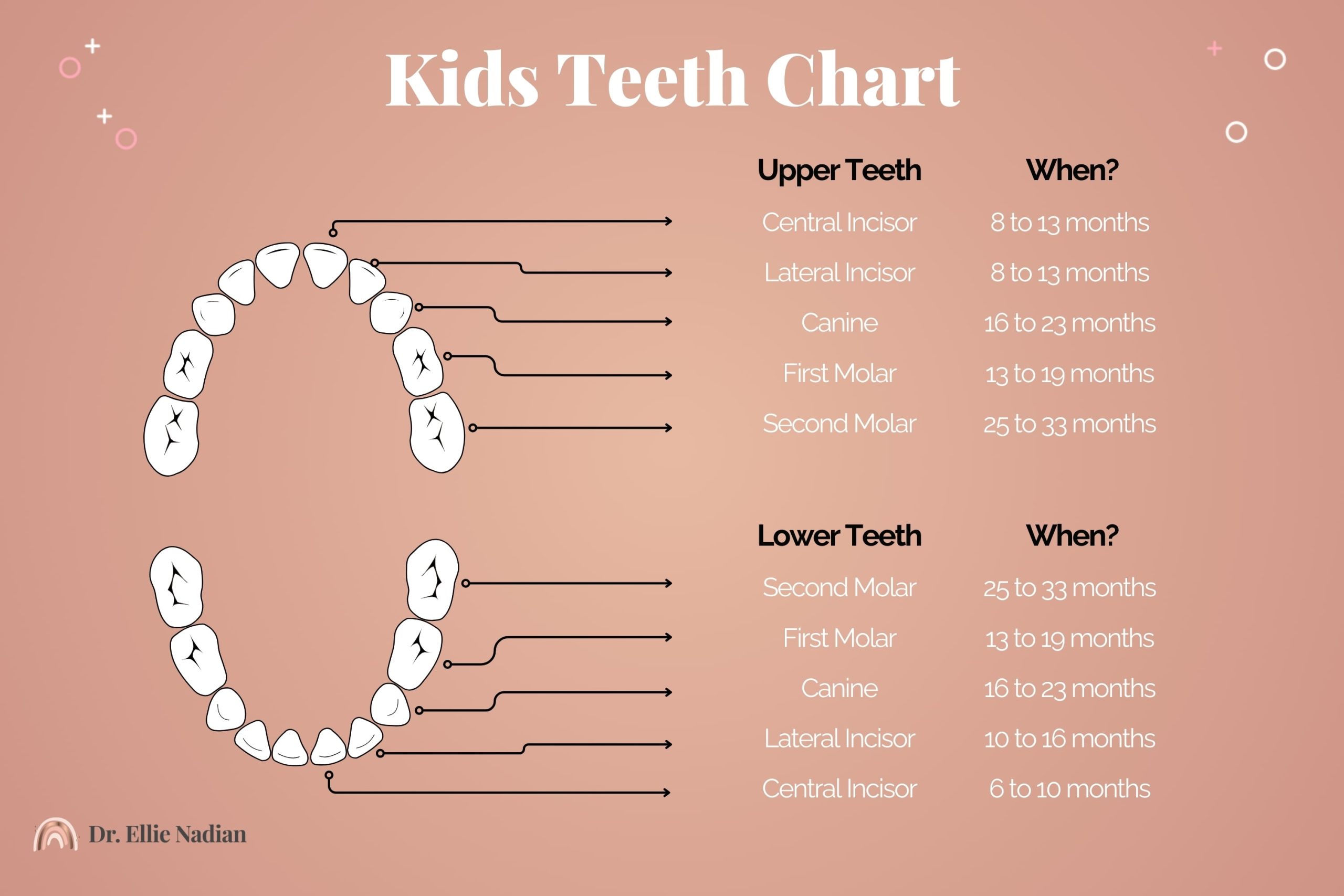 Kids Teeth Chart -Timeline of the Growth and Development of Childrens Teeth